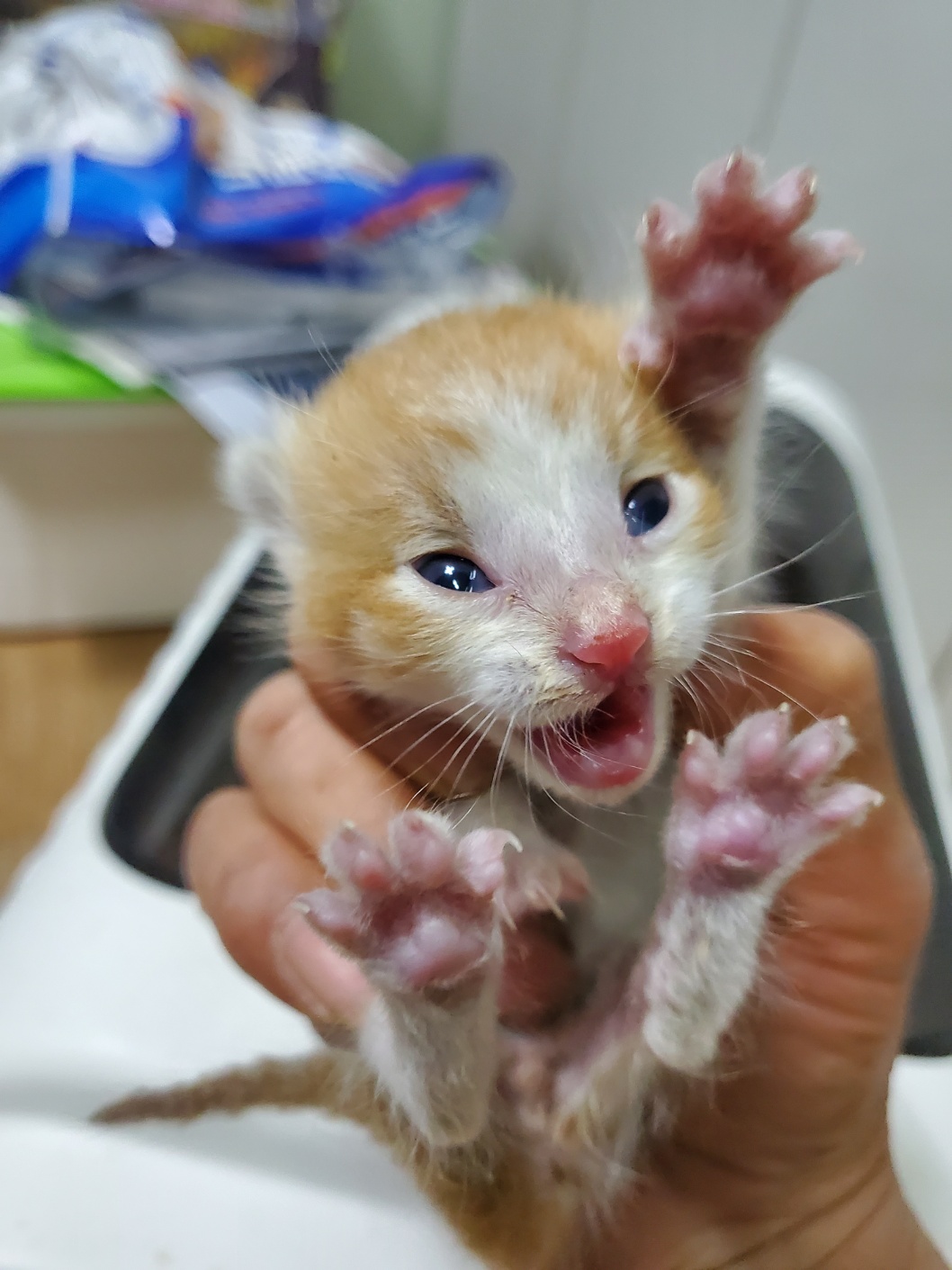 한국 고양이 이미지 파일 입니다.