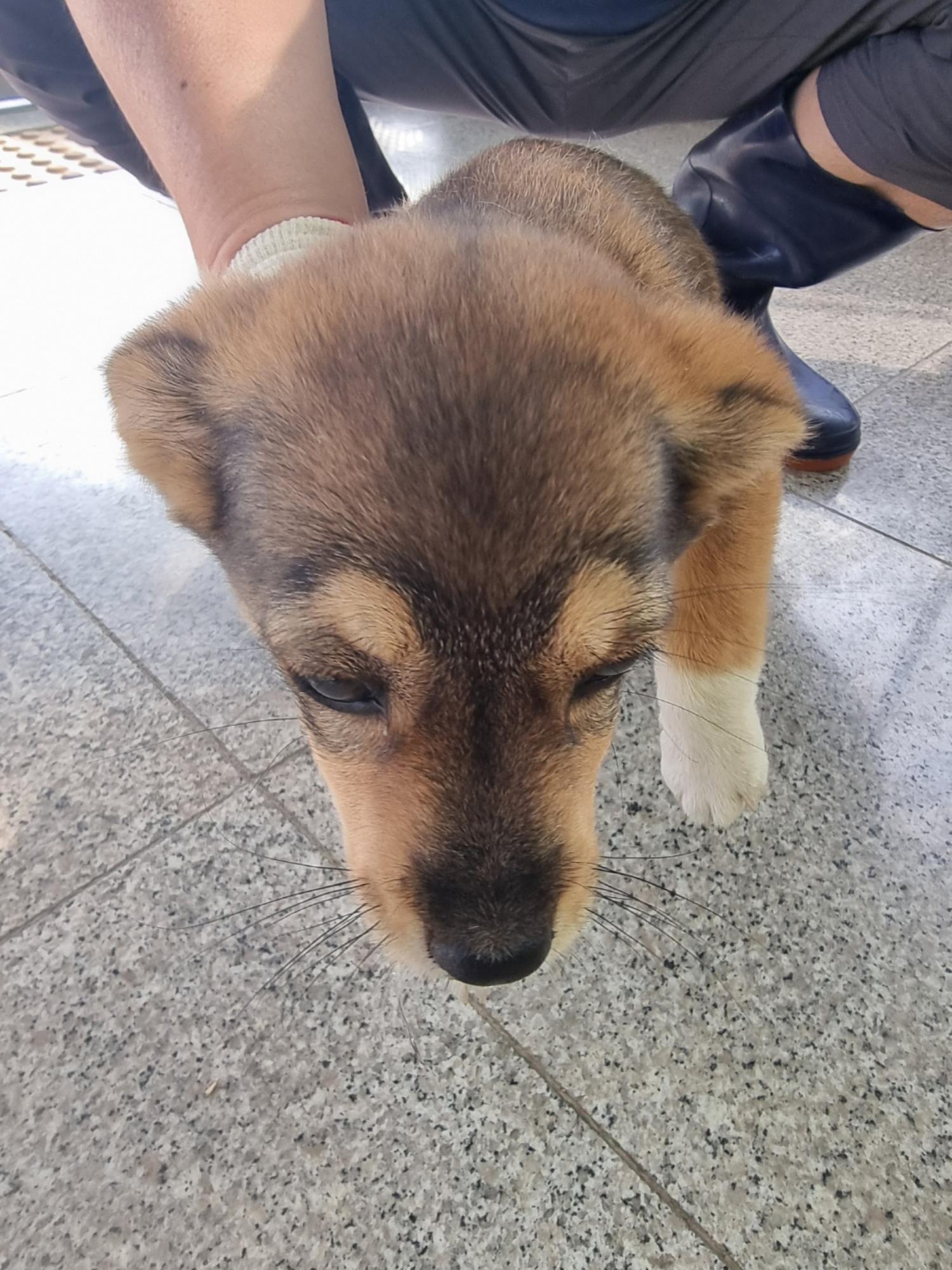 믹스견 이미지 파일 입니다.