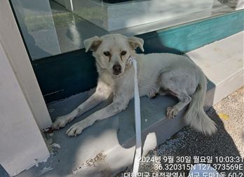 믹스견 이미지 파일 입니다.