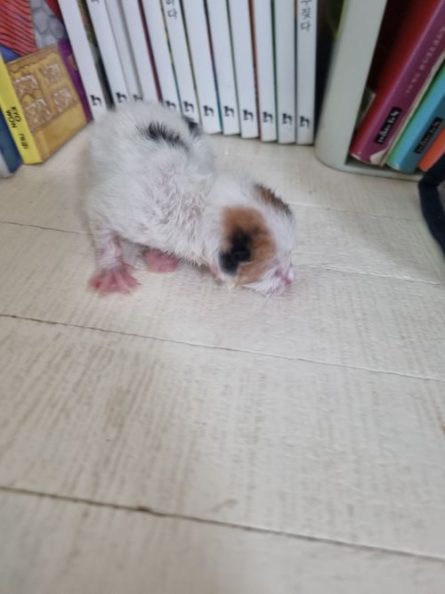 믹스묘 이미지 파일 입니다.