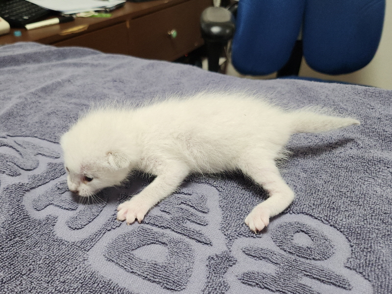 한국 고양이 이미지 파일 입니다.