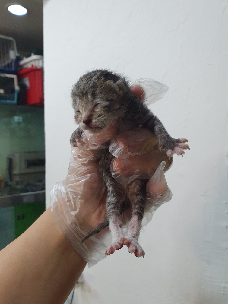 한국 고양이 이미지 파일 입니다.