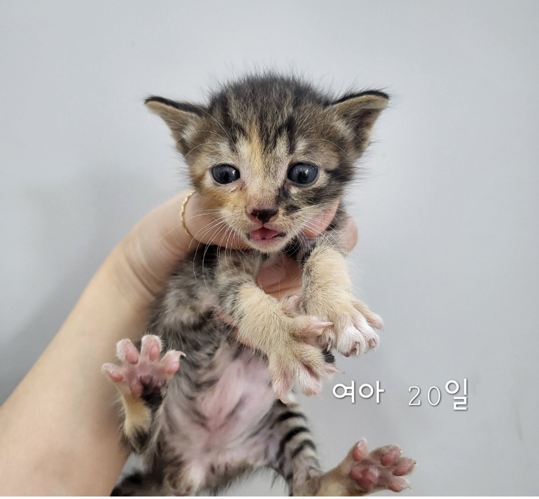 한국 고양이 이미지 파일 입니다.