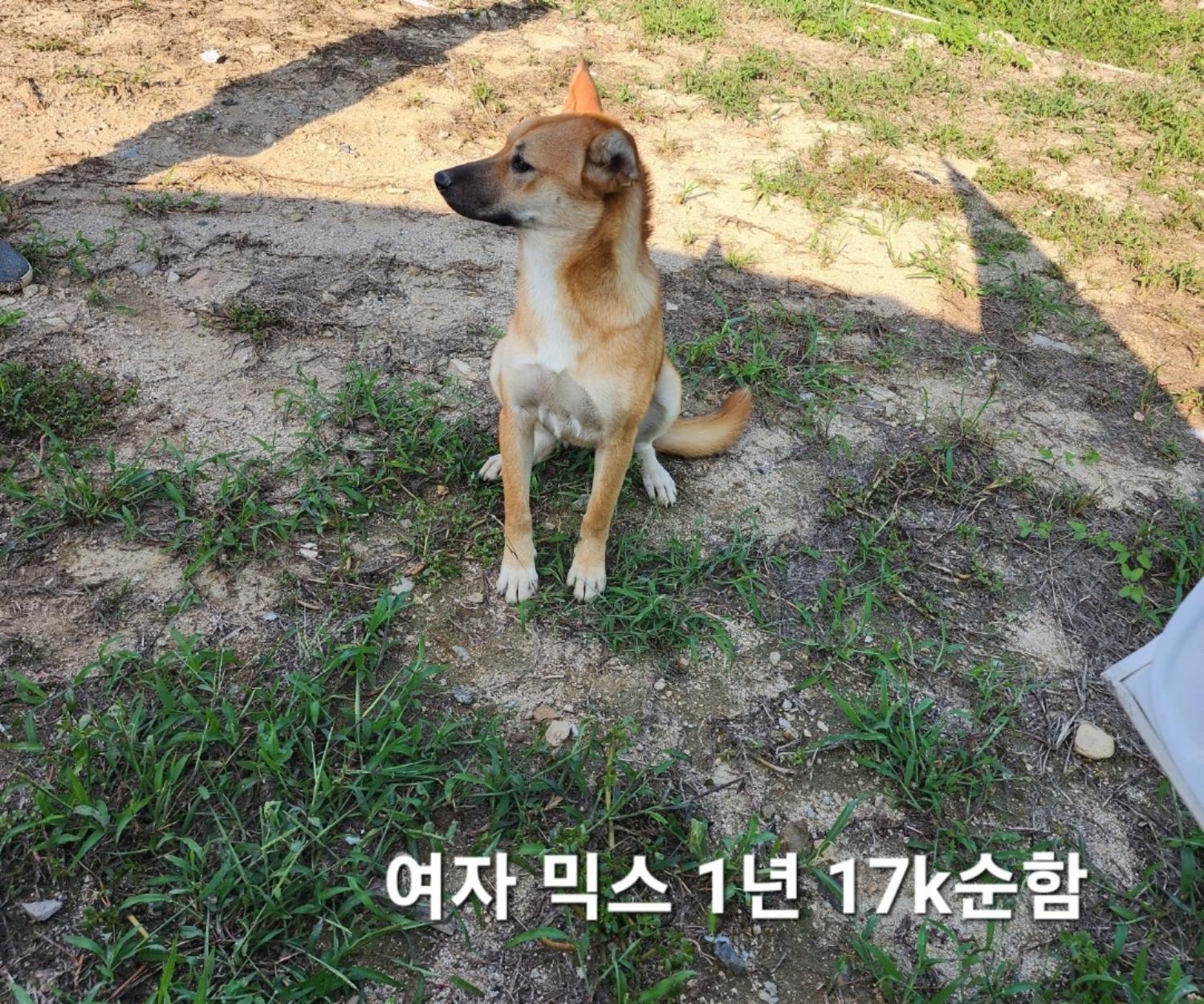 믹스견 이미지 파일 입니다.