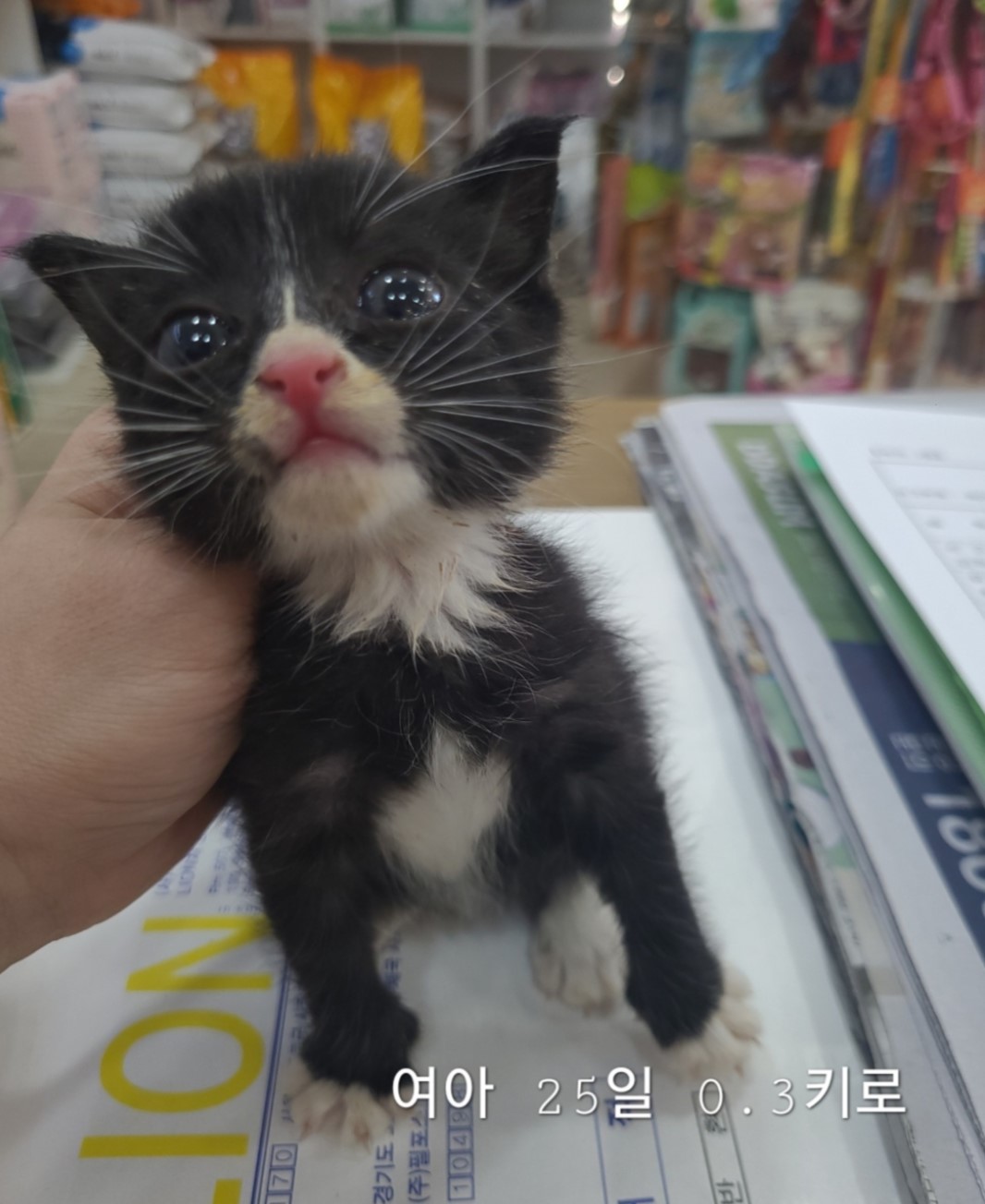 한국 고양이 이미지 파일 입니다.