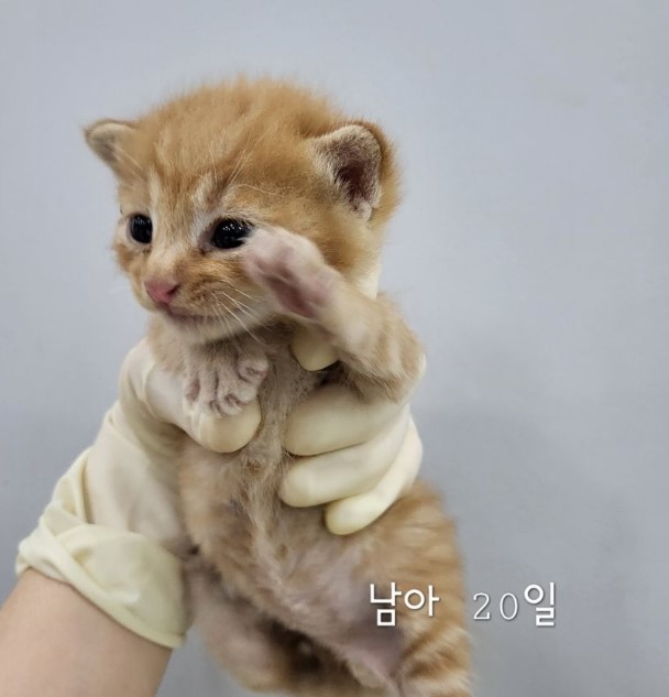 한국 고양이 이미지 파일 입니다.