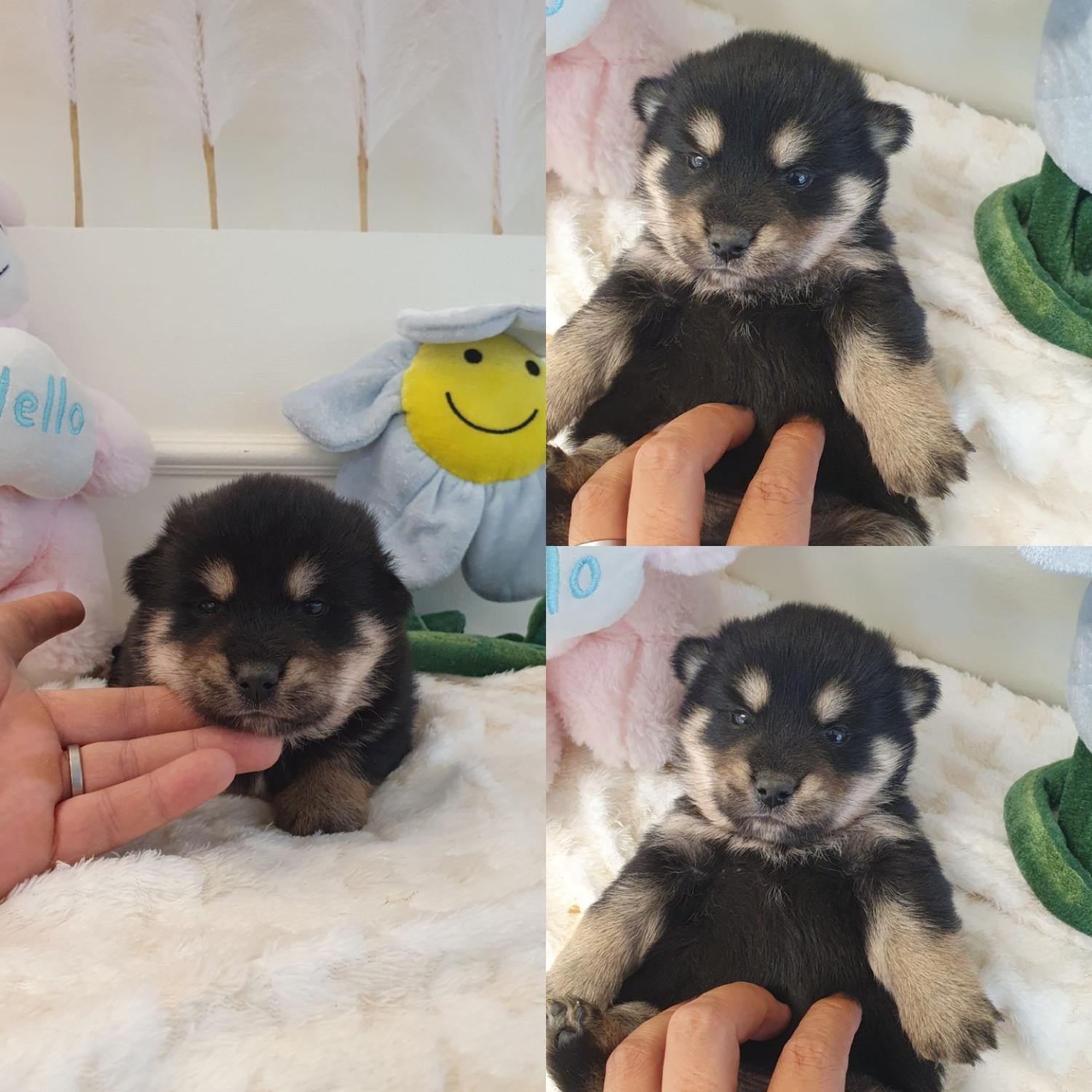 믹스견 이미지 파일 입니다.