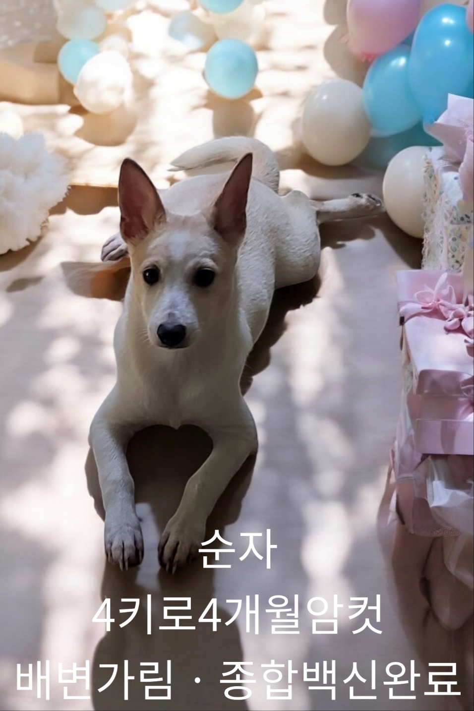 믹스견 이미지 파일 입니다.