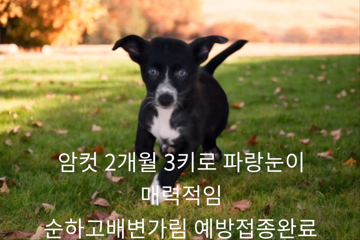 믹스견 이미지 파일 입니다.