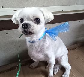 말티즈 이미지 파일 입니다.