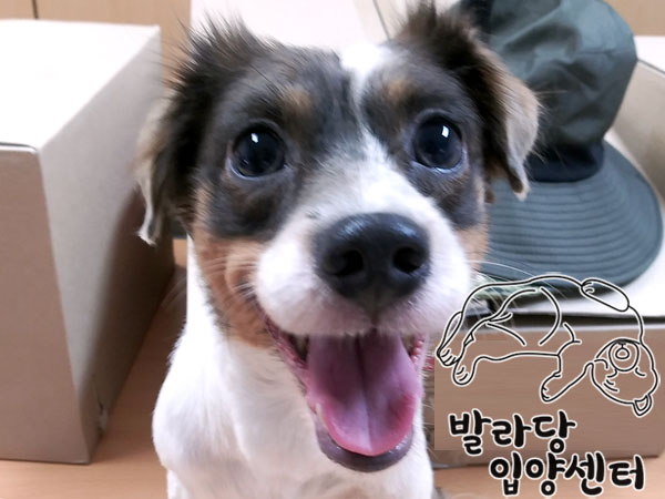 믹스견 이미지 파일 입니다.