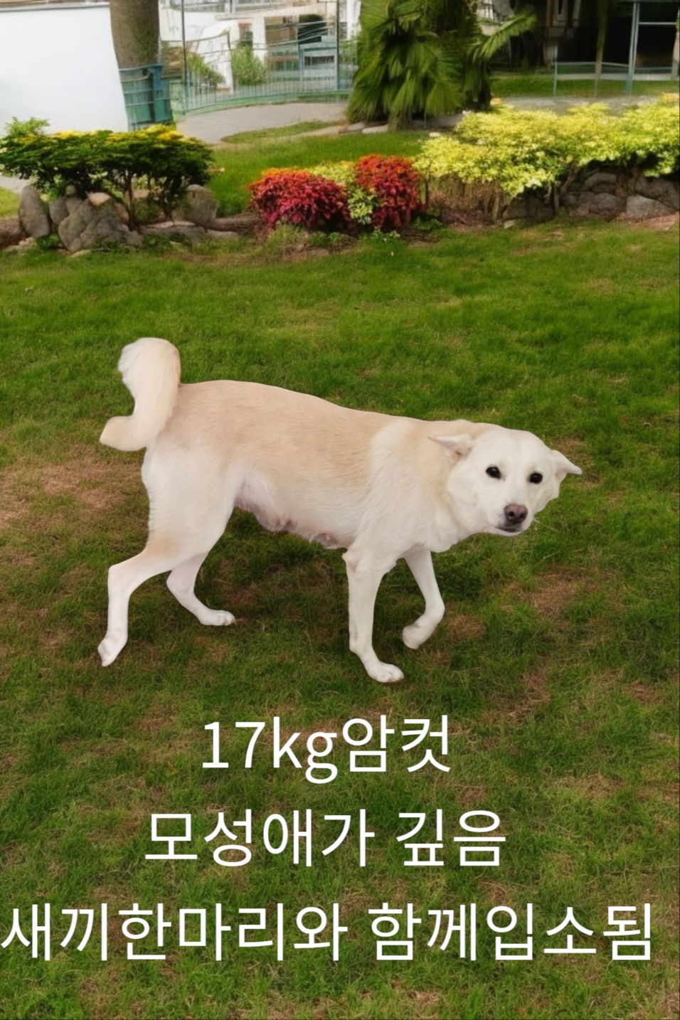 진도견 이미지 파일 입니다.