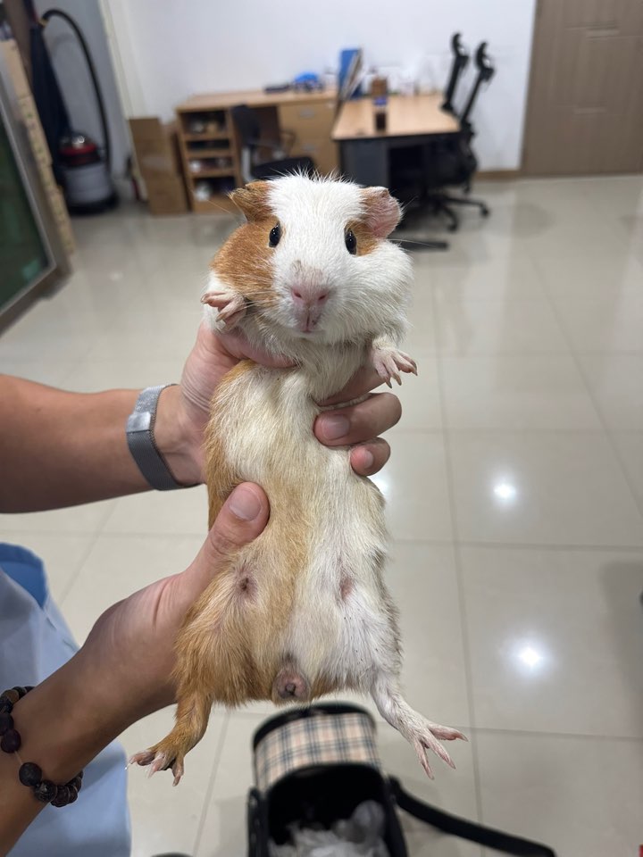 [기타축종] 기니피그 이미지 파일 입니다.