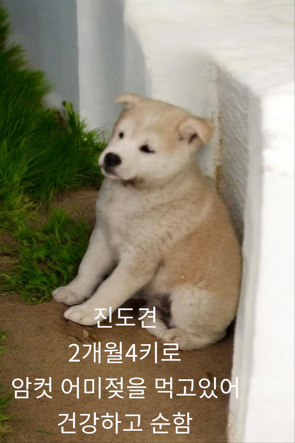 엄마는진도견 이미지 파일 입니다.