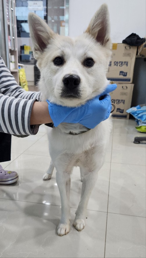믹스견 이미지 파일 입니다.