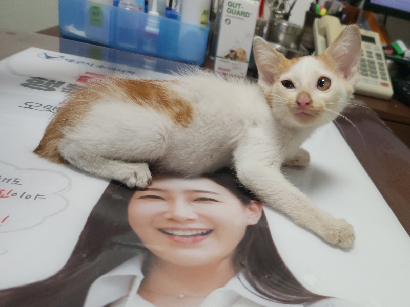 한국 고양이 이미지 파일 입니다.