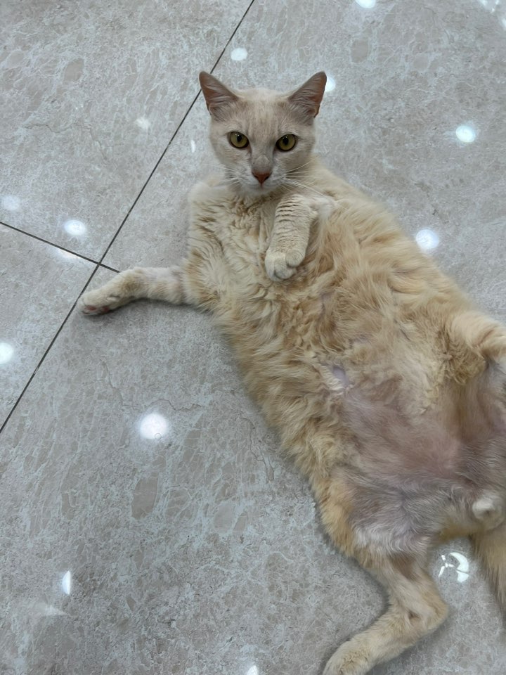 한국 고양이 이미지 파일 입니다.