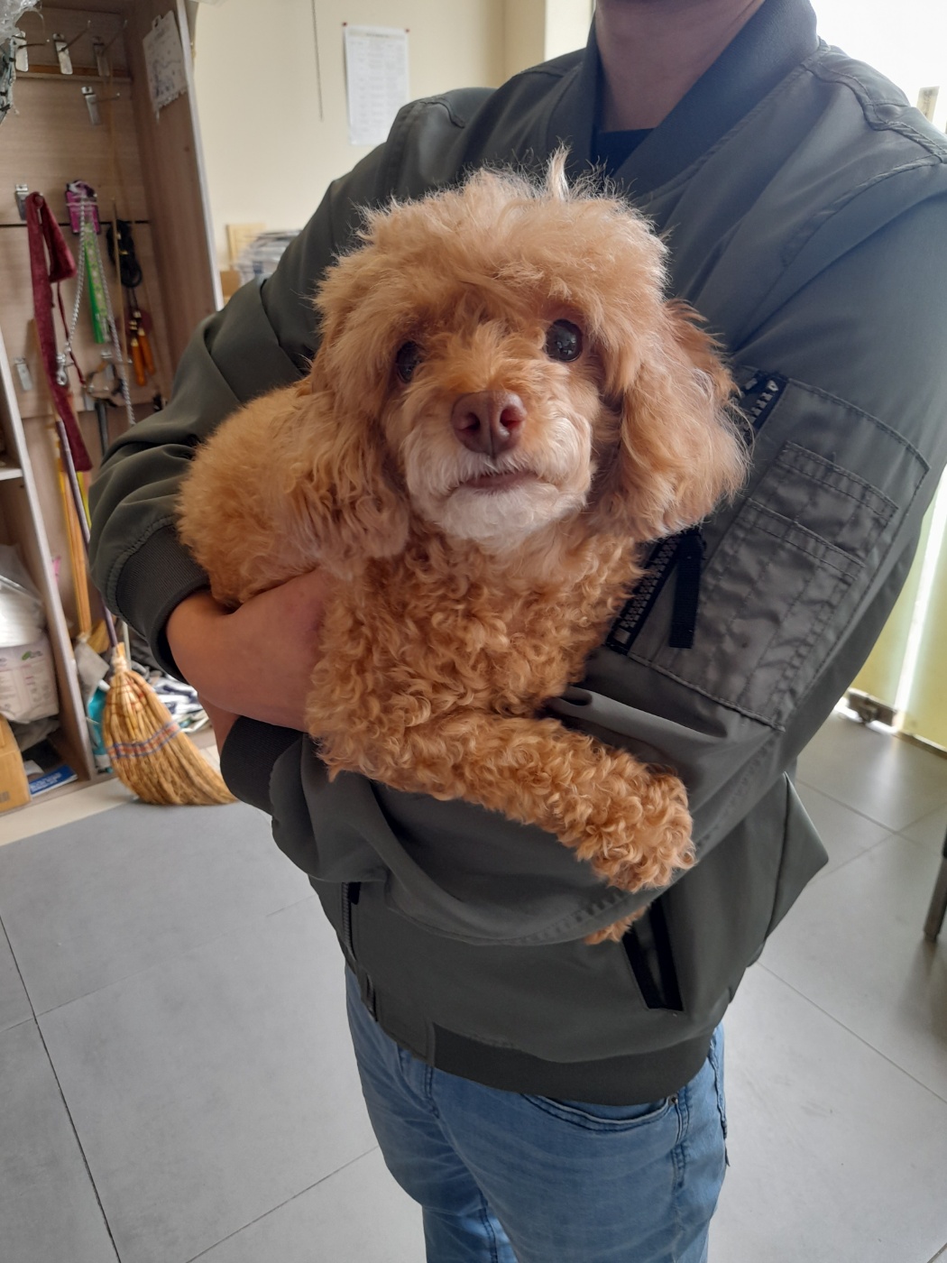 푸들 이미지 파일 입니다.