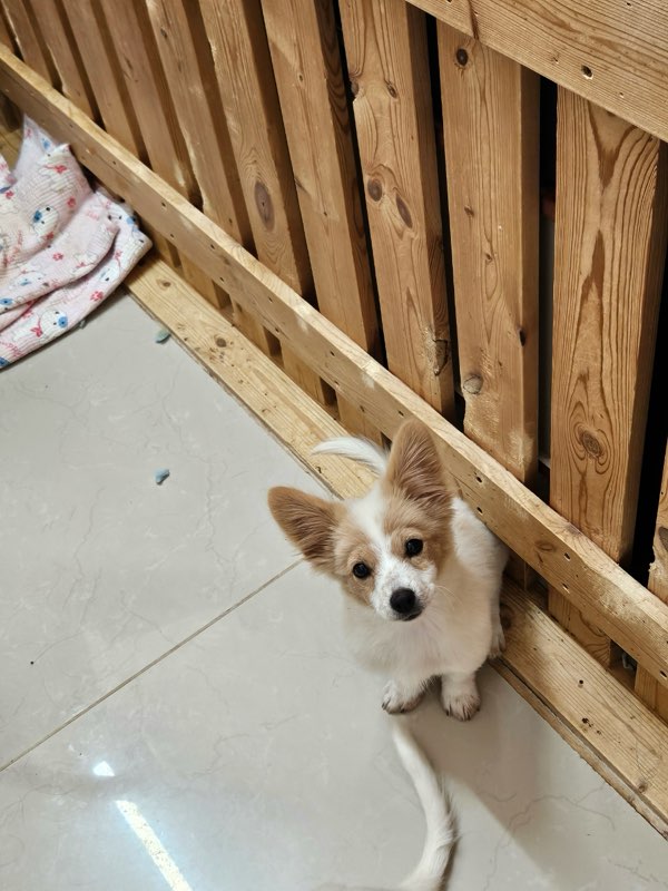 믹스견 이미지 파일 입니다.