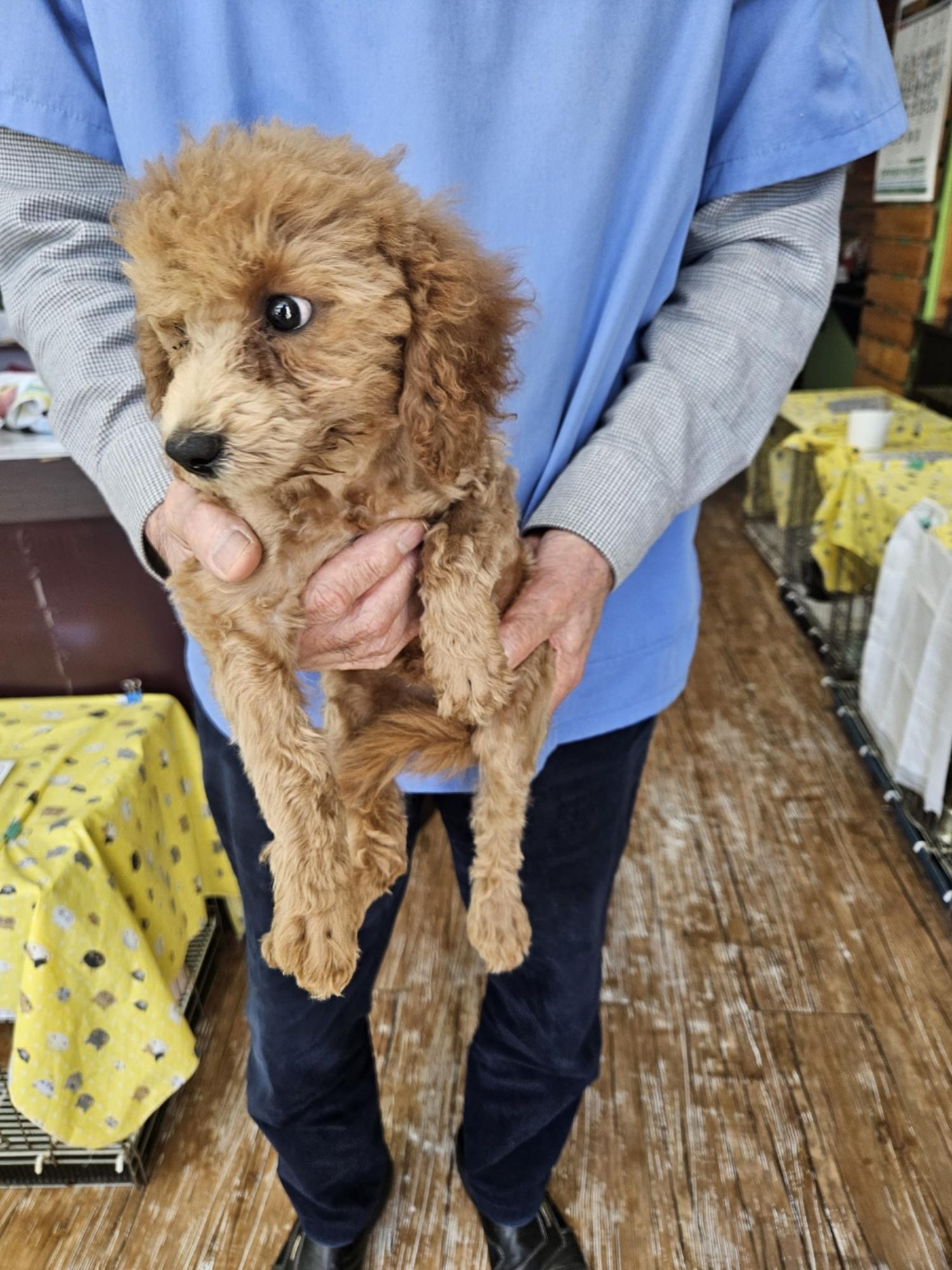 토이 푸들 이미지 파일 입니다.