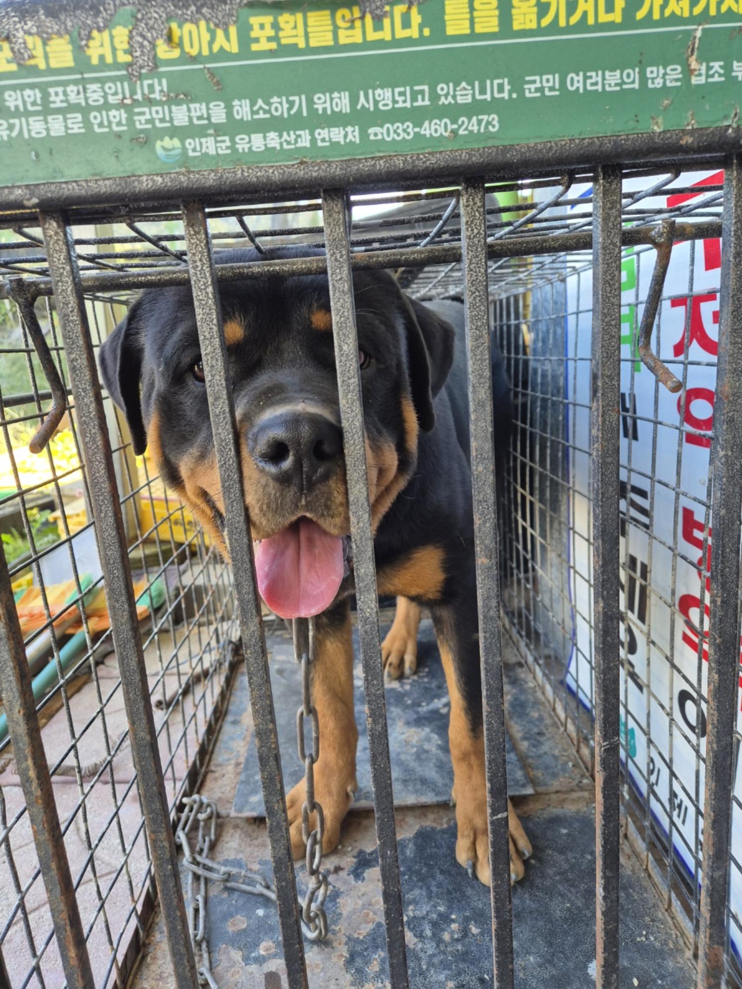 로트와일러 이미지 파일 입니다.