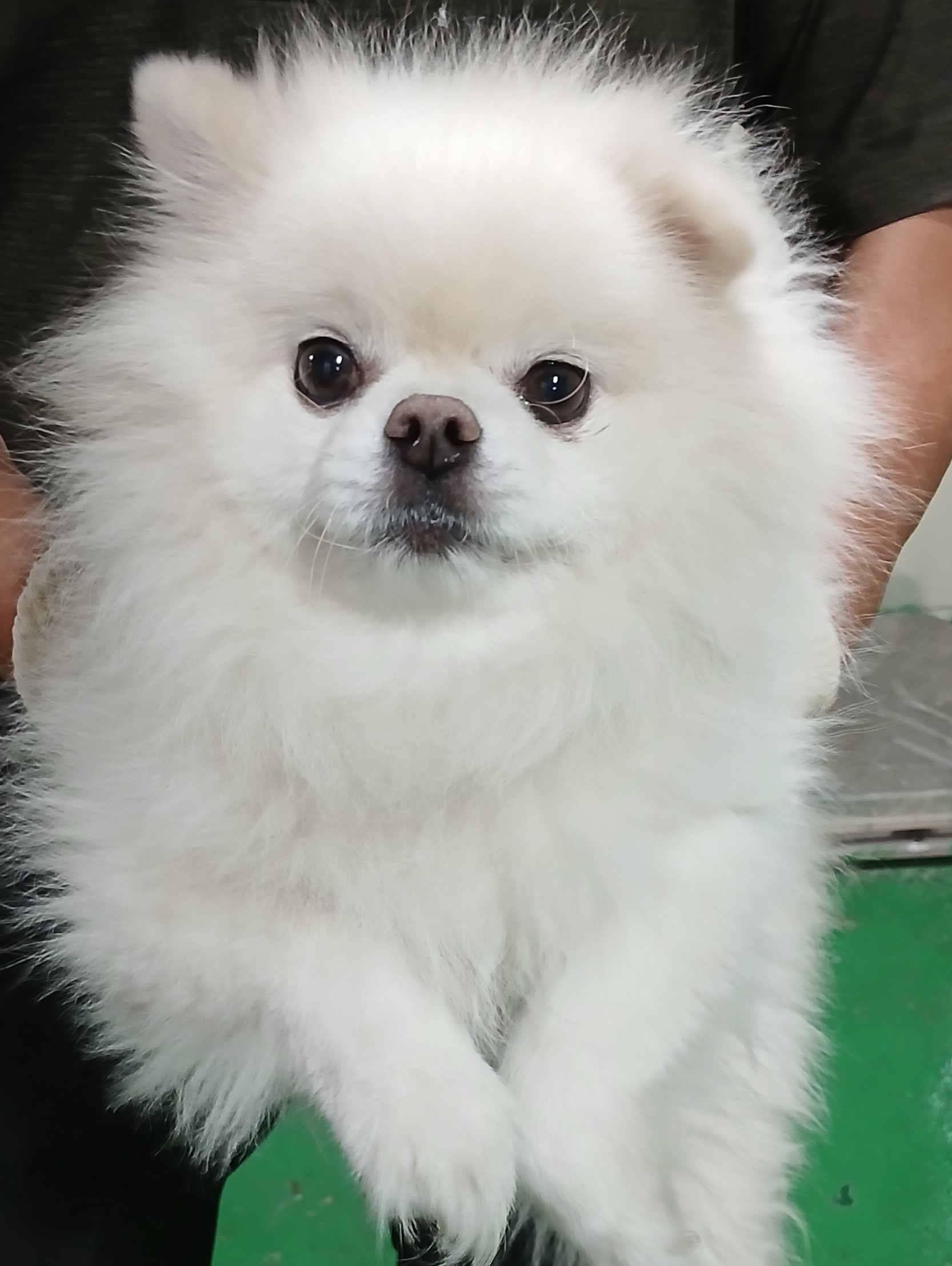 포메라니안 이미지 파일 입니다.
