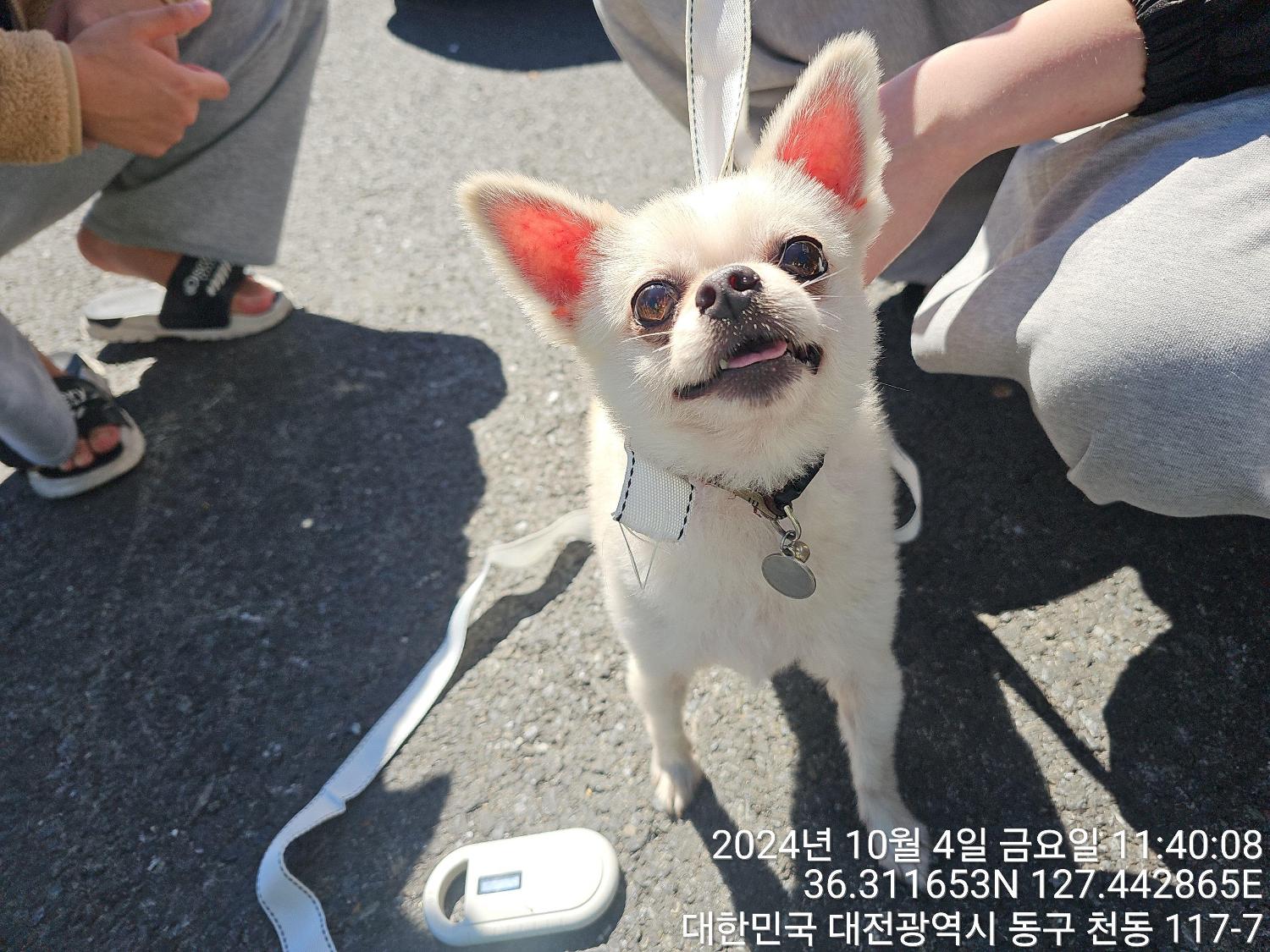 치와와 이미지 파일 입니다.