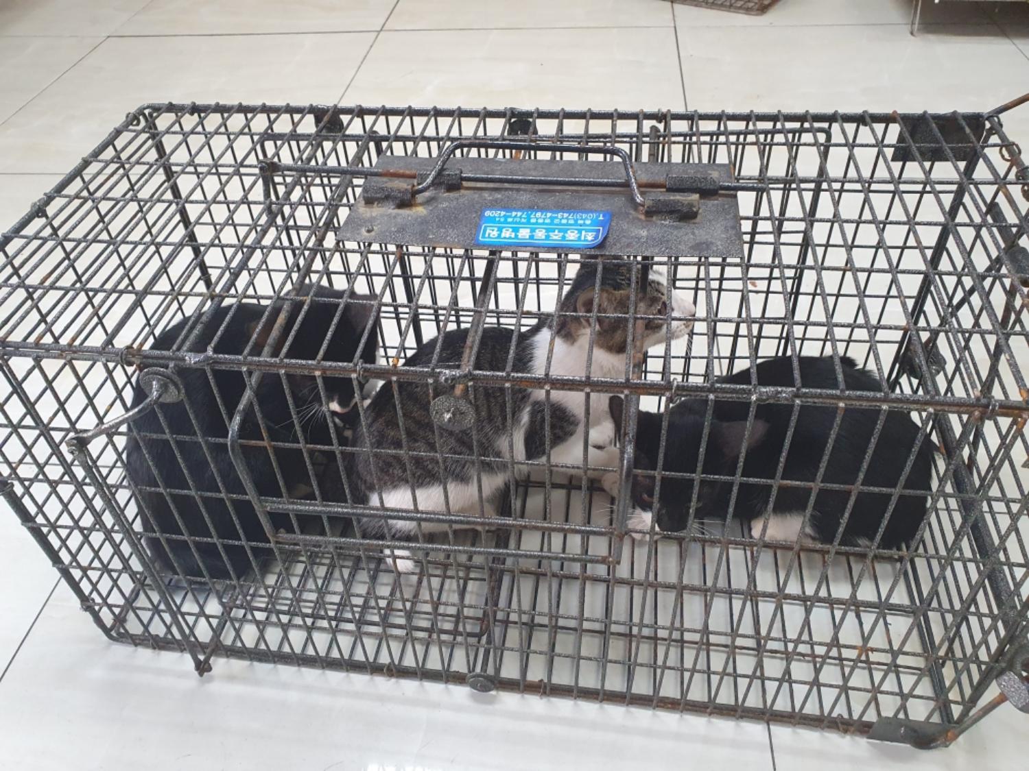 한국 고양이 이미지 파일 입니다.