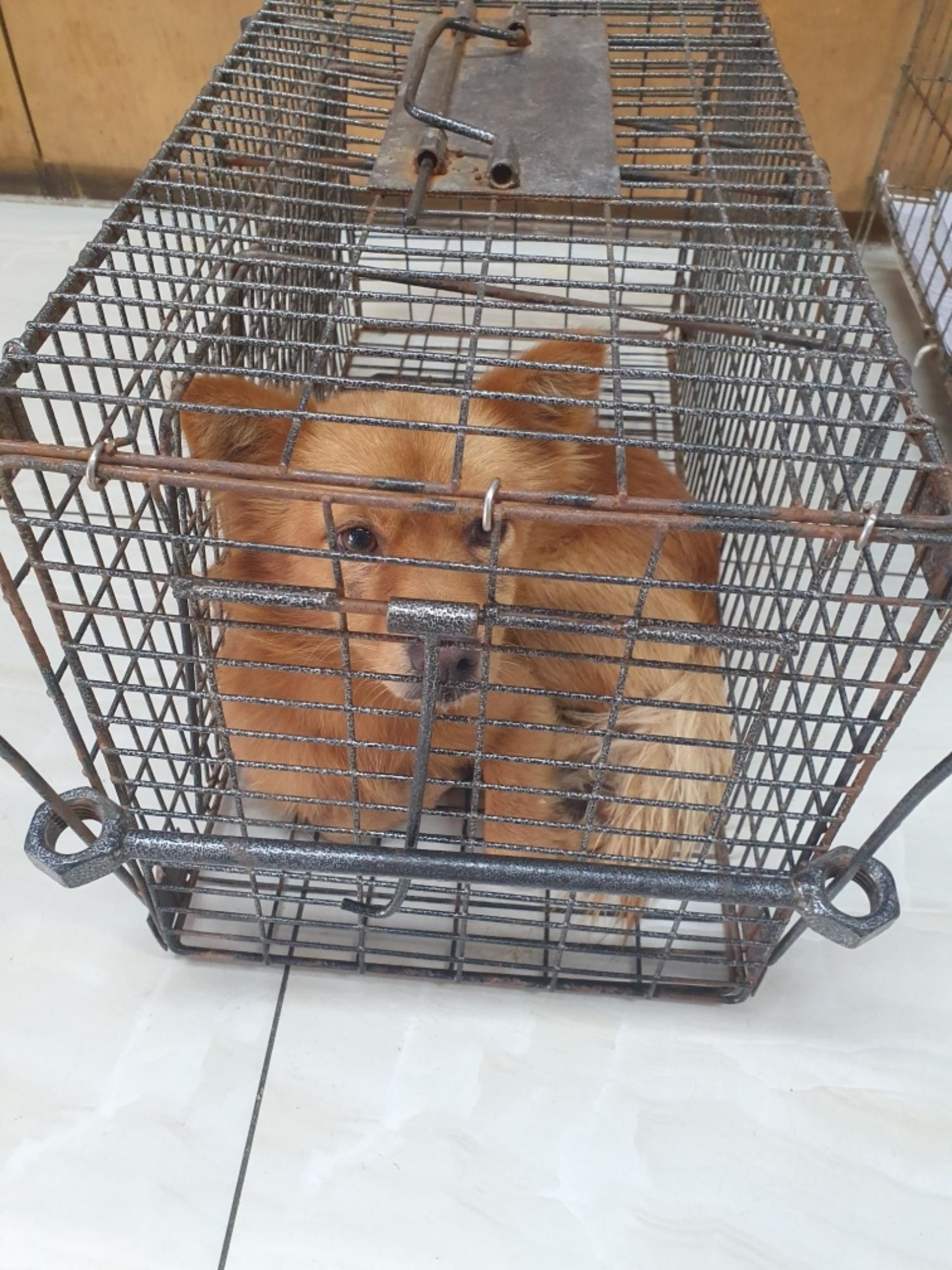 믹스견 이미지 파일 입니다.