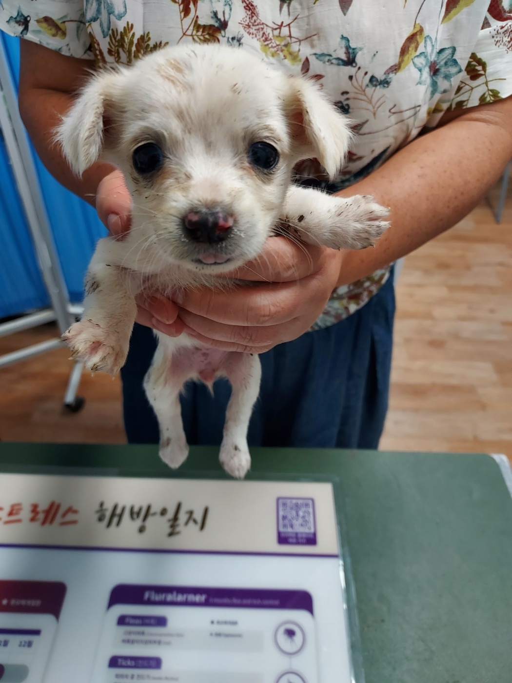 믹스견 이미지 파일 입니다.