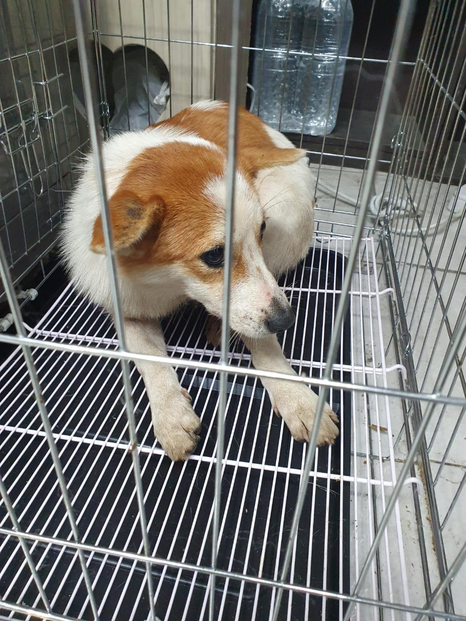 믹스견 이미지 파일 입니다.