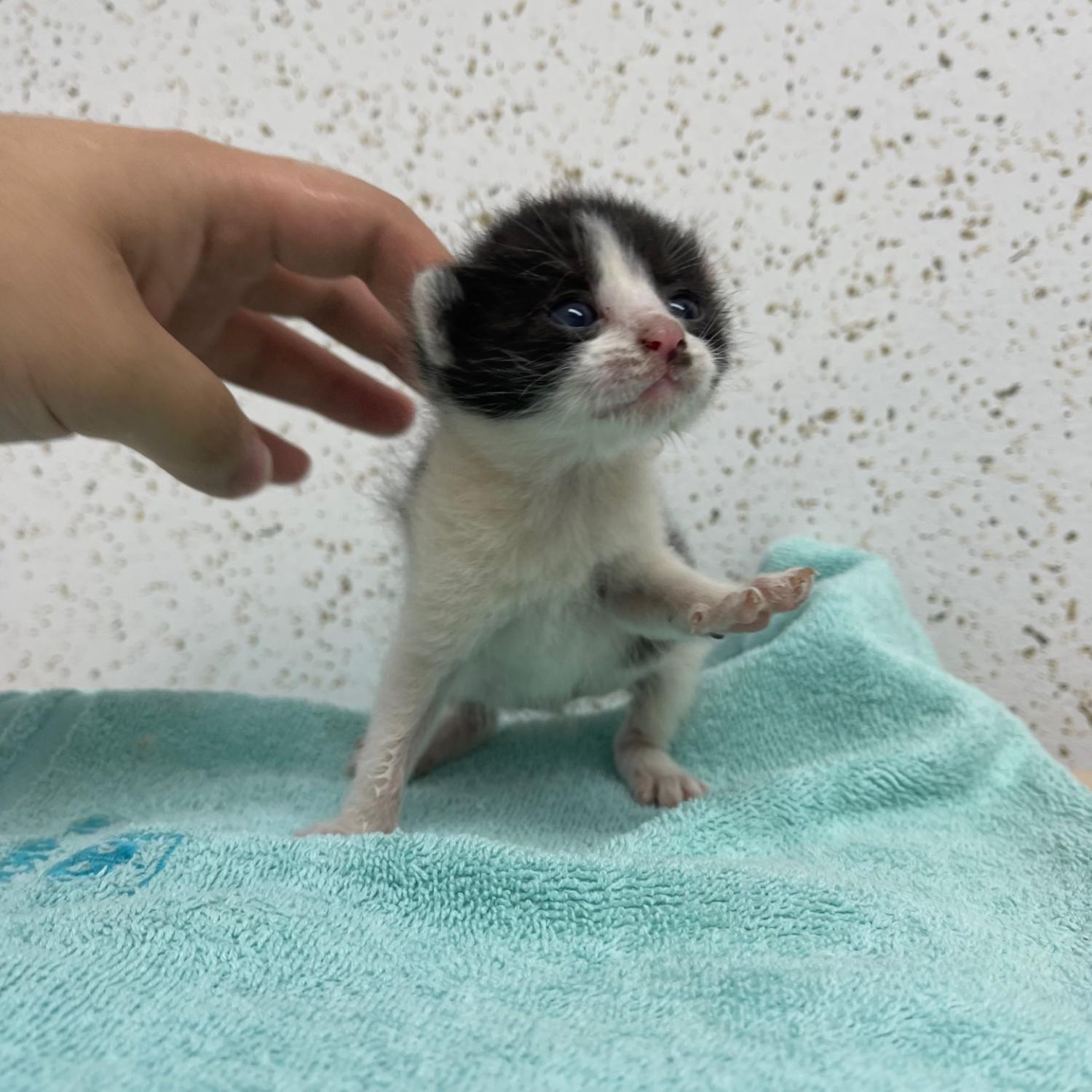 한국 고양이 이미지 파일 입니다.