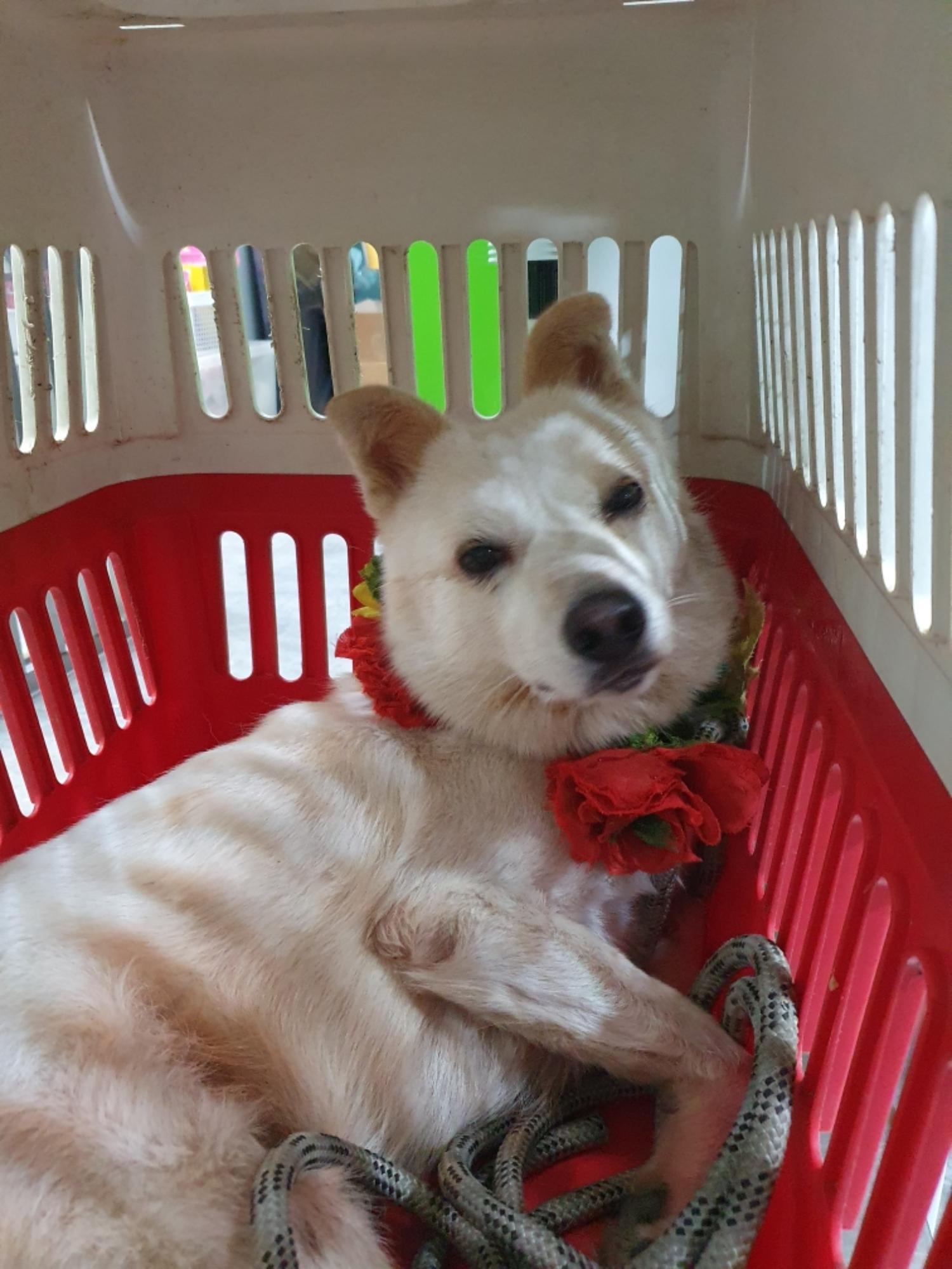 진도견 이미지 파일 입니다.