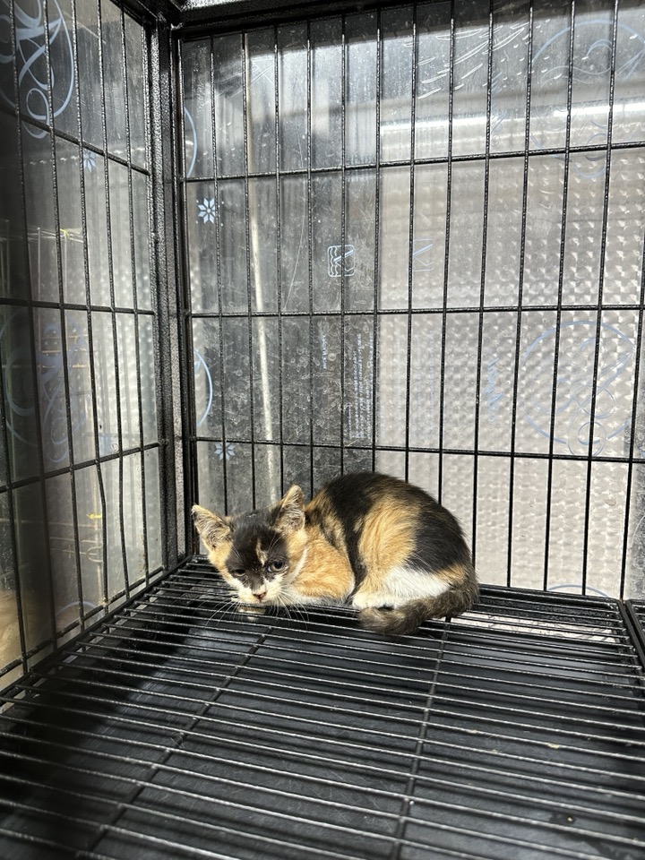 한국 고양이 이미지 파일 입니다.