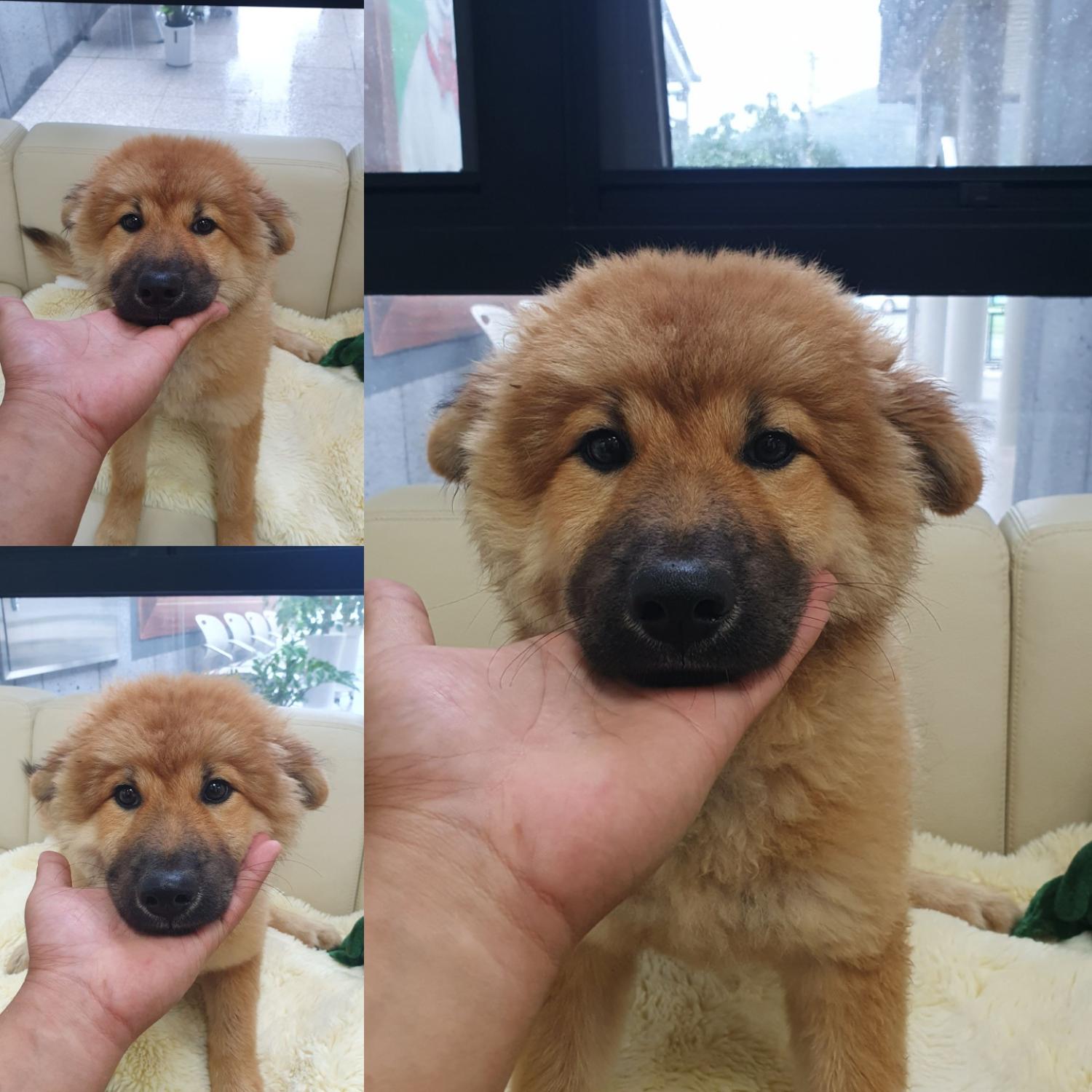 믹스견 이미지 파일 입니다.