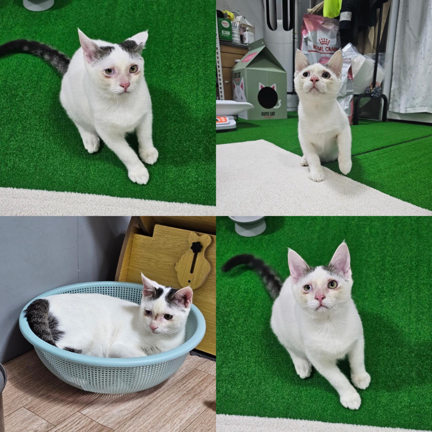 한국 고양이 이미지 파일 입니다.