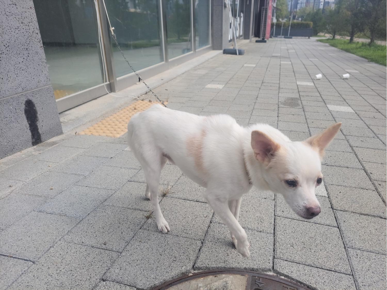 믹스견 이미지 파일 입니다.