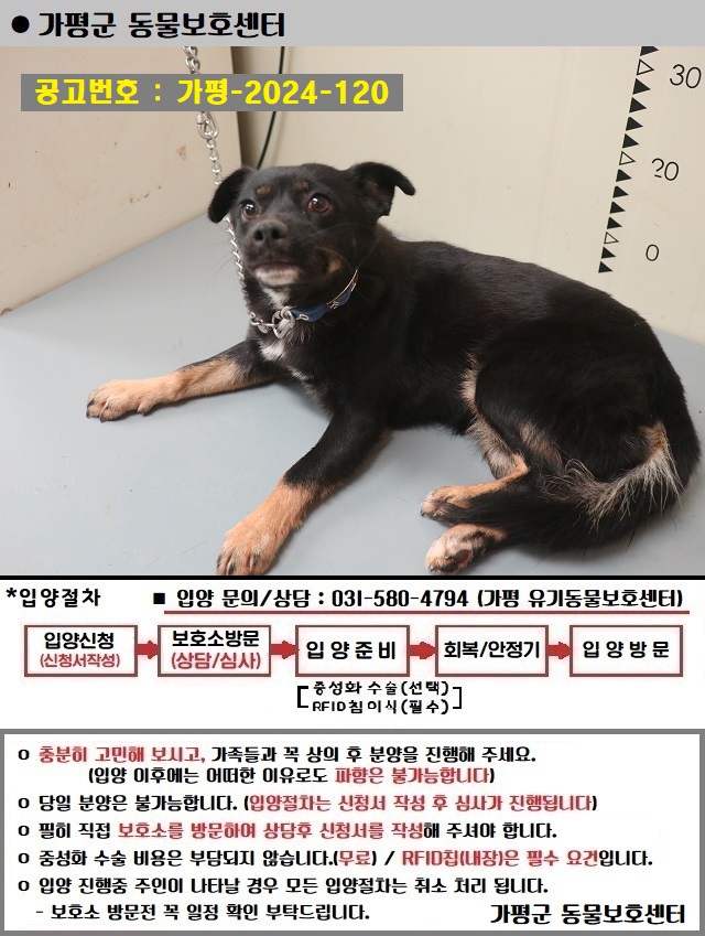 믹스견 이미지 파일 입니다.
