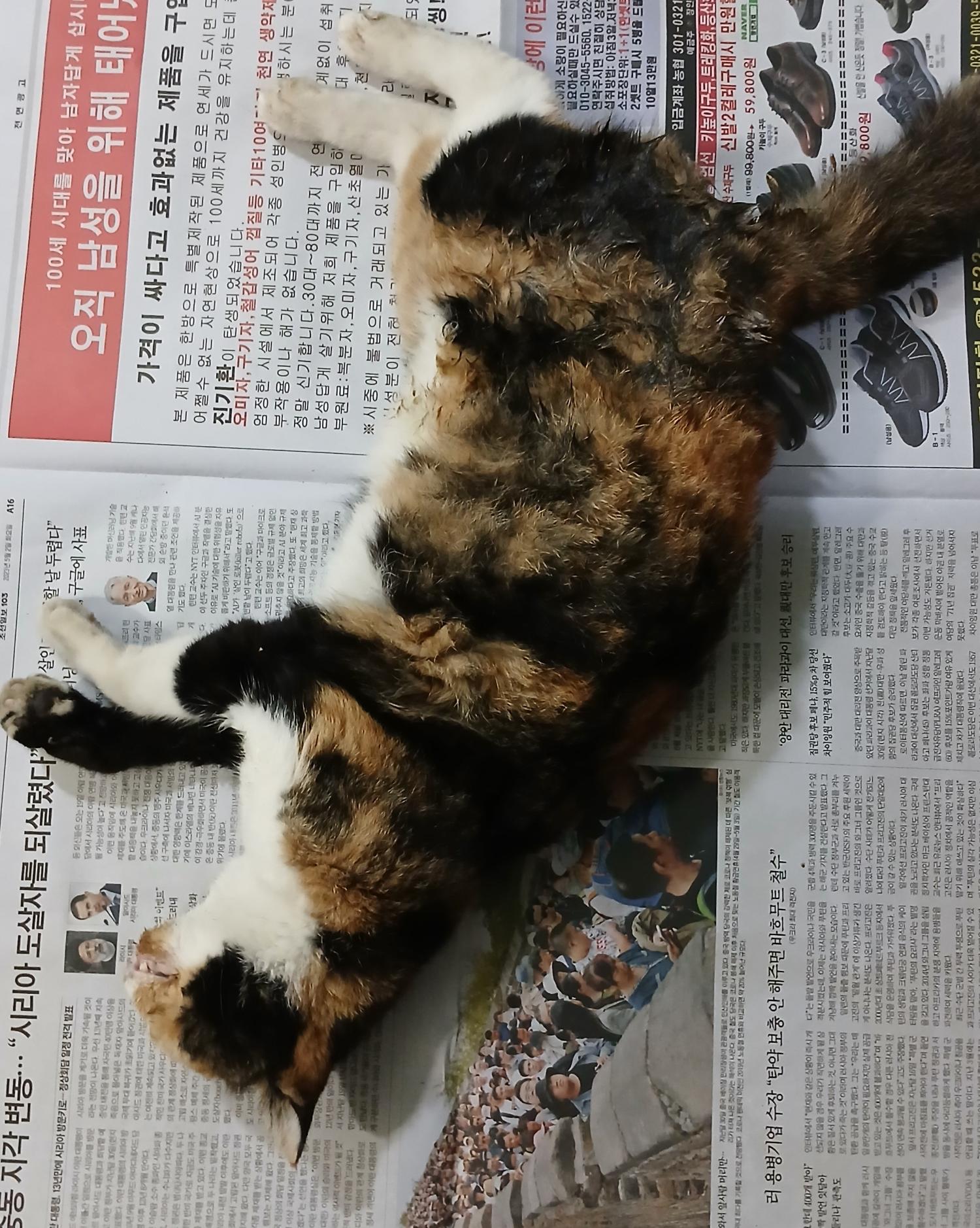 한국 고양이 이미지 파일 입니다.