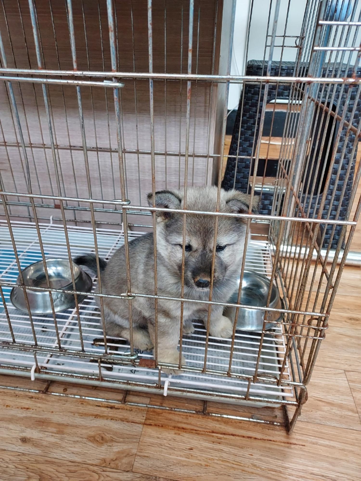 믹스견 이미지 파일 입니다.