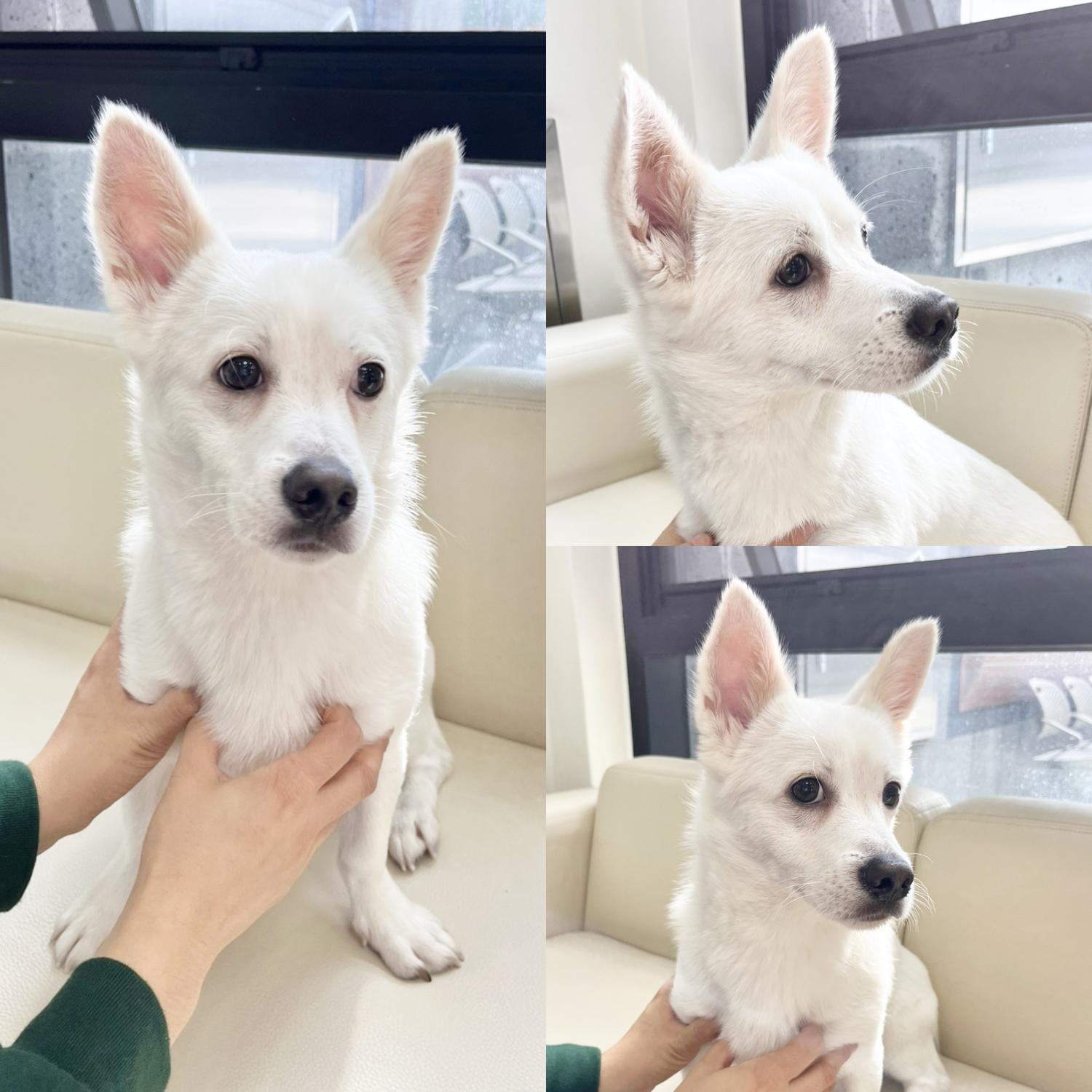 믹스견 이미지 파일 입니다.