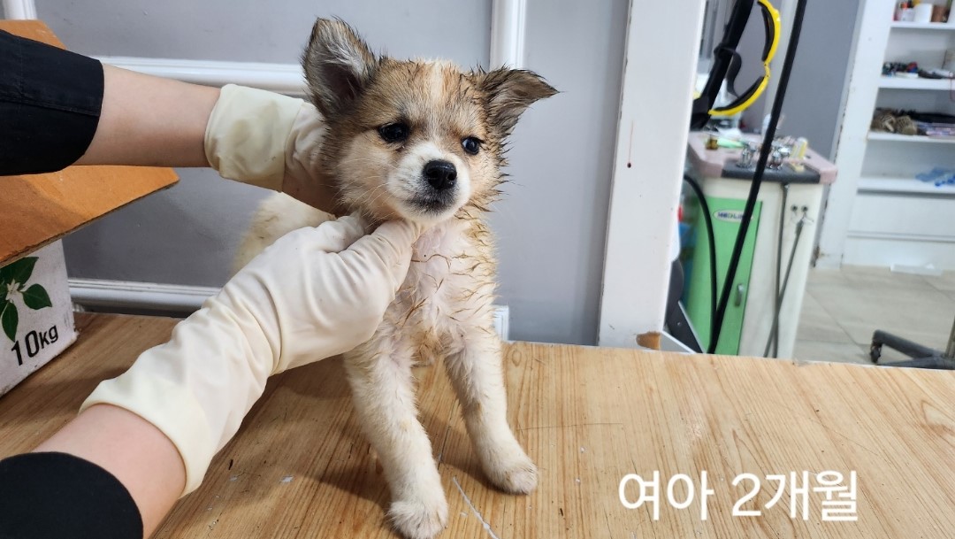 믹스견 이미지 파일 입니다.