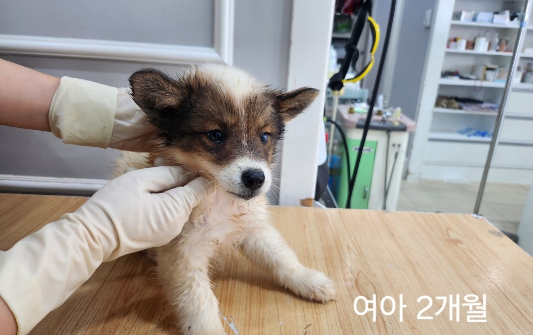 믹스견 이미지 파일 입니다.