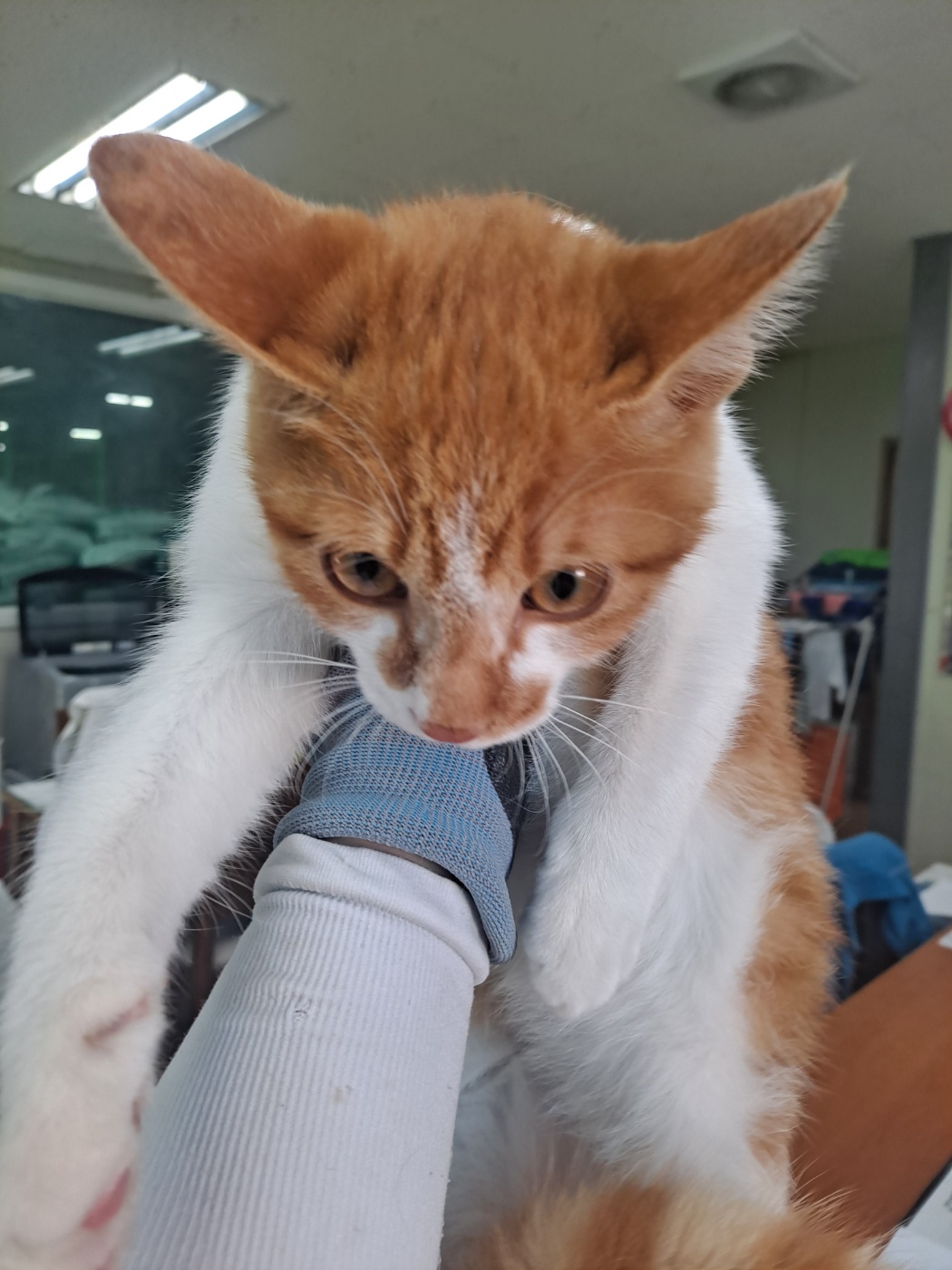 한국 고양이 이미지 파일 입니다.
