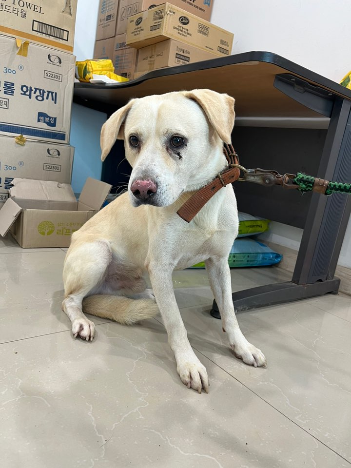 믹스견 이미지 파일 입니다.