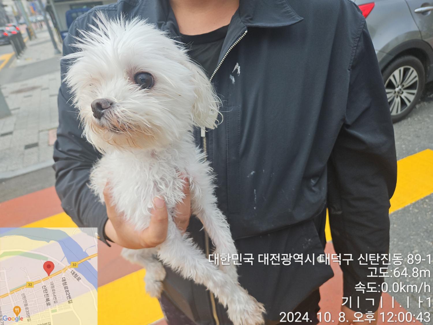 말티즈 이미지 파일 입니다.
