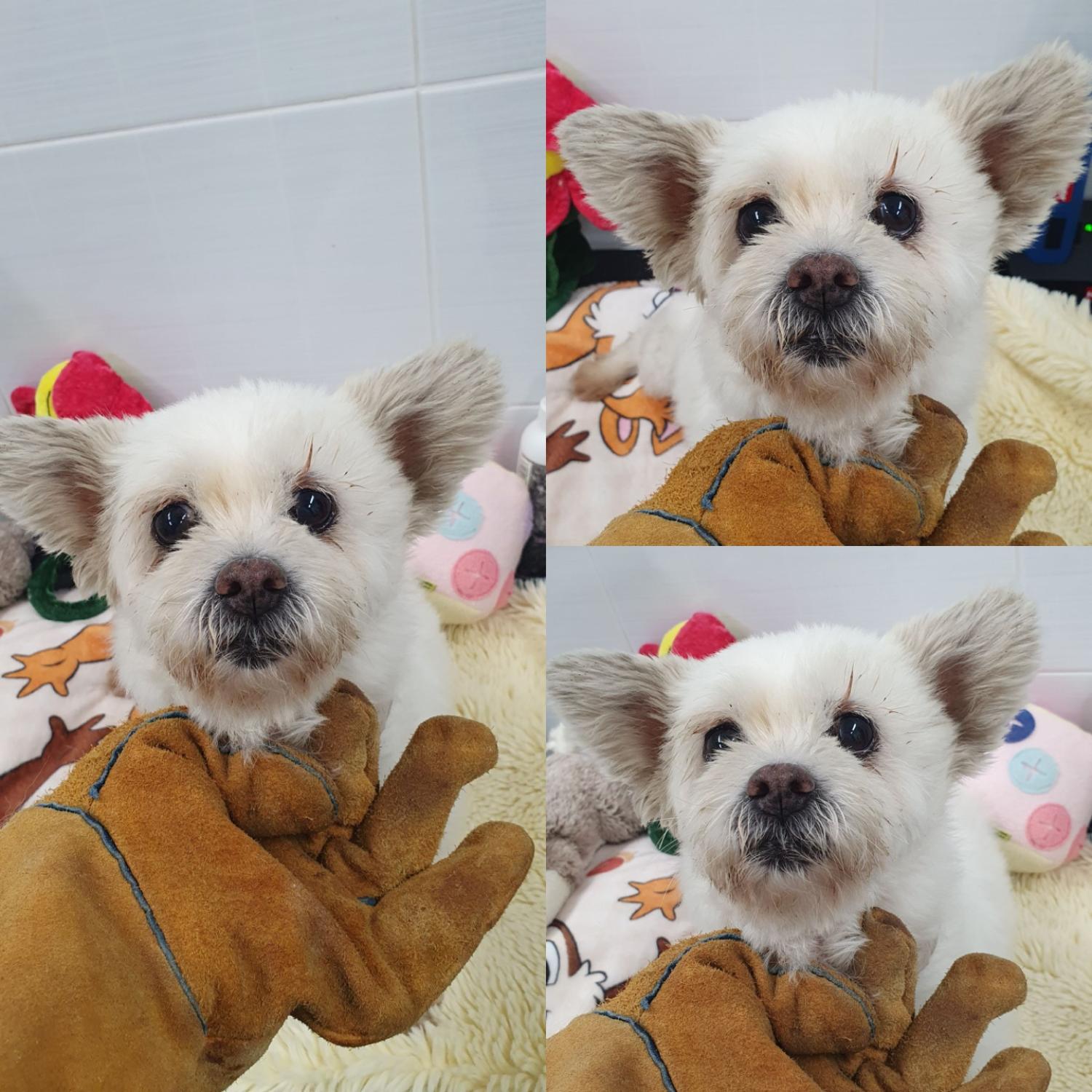 믹스견 이미지 파일 입니다.