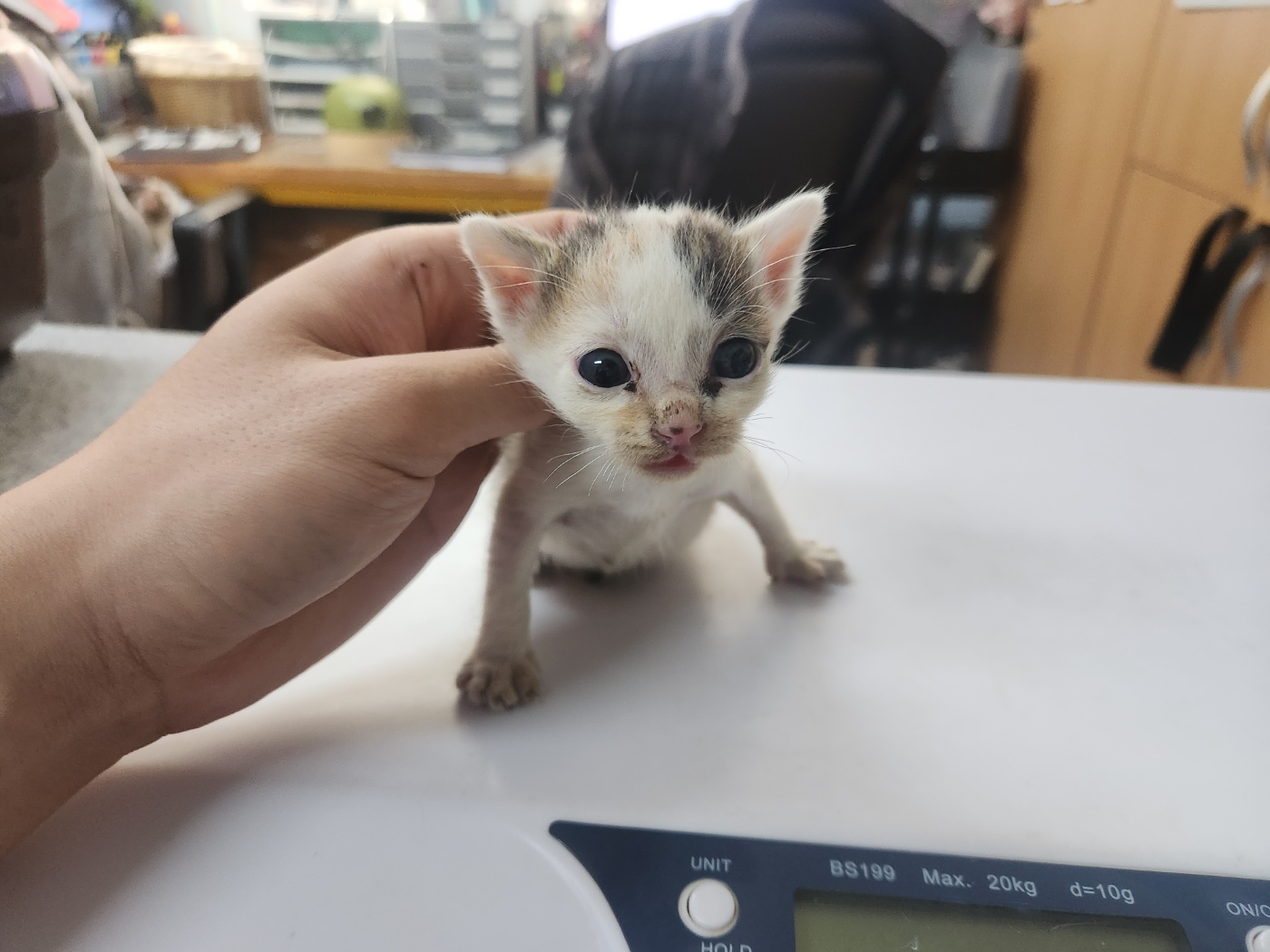 한국 고양이 이미지 파일 입니다.