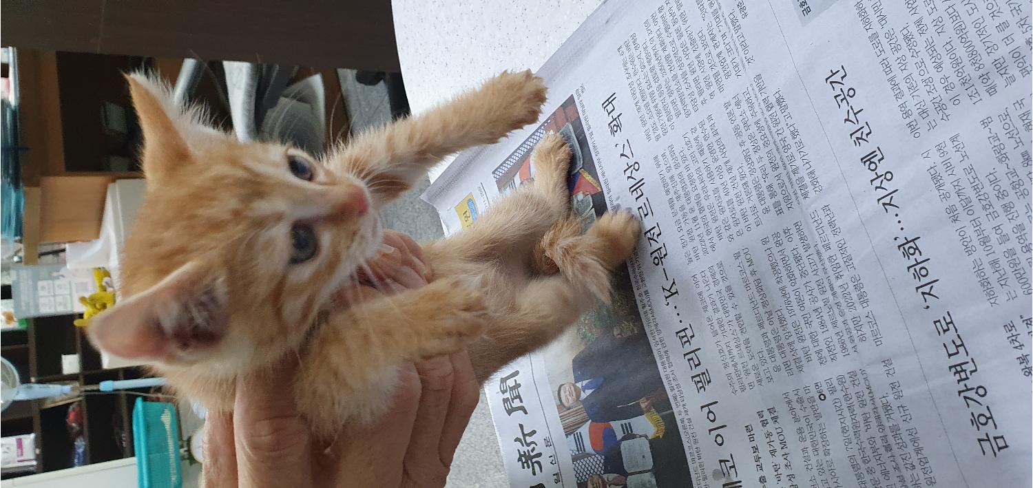 한국 고양이 이미지 파일 입니다.