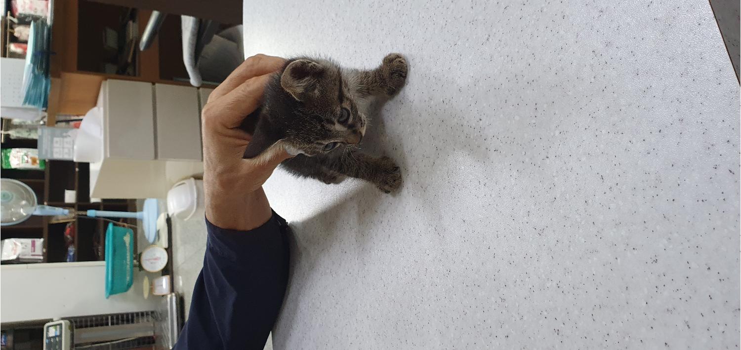 한국 고양이 이미지 파일 입니다.